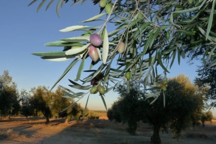 ARCHIVO olivar asaja toledoo