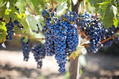 purple-grapes-553464_1280