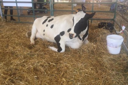 VACA LECHERA