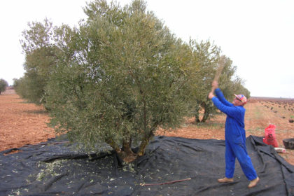 Vareo aceituna