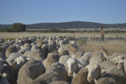 PANORAMICA OVEJAS 5