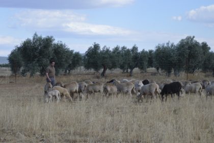 OVEJAS DOMINGO