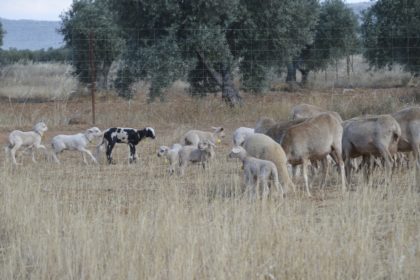 OVEJAS Y CORDEROS