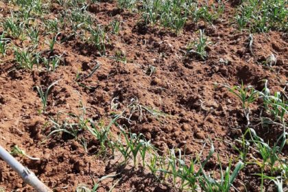 daños por jabalíes en ajos