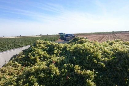 uva y campo vendimia 2018