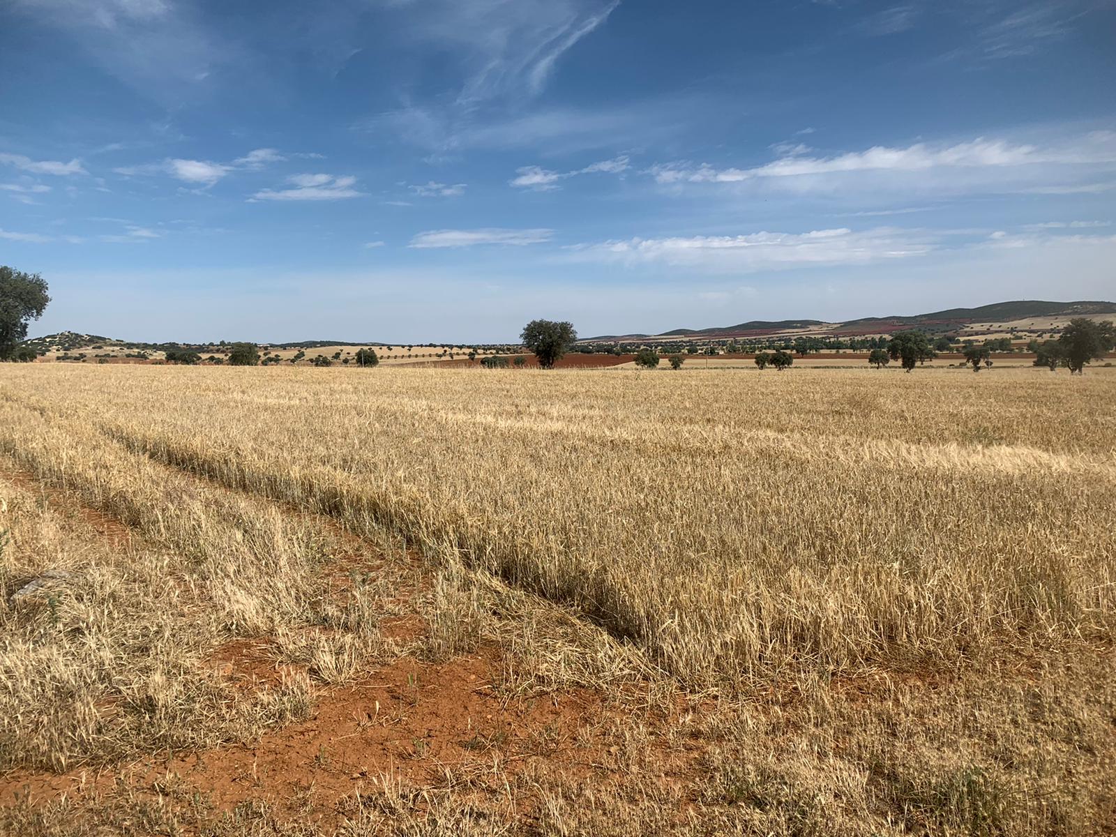 Se vende parcela agrícola de 44 hectáreas Asaja Ciudad Real