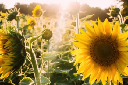 aceite_girasol