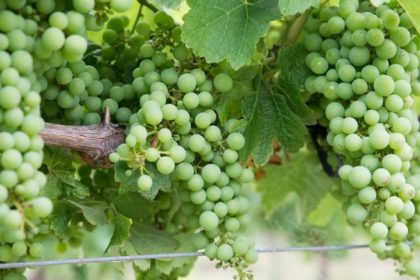 Asaja chardonnay px