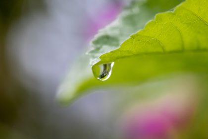 leaf-4483355