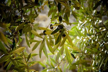 olives-789140_1920 olivas