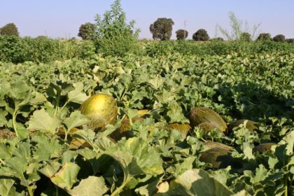 melones porcoger