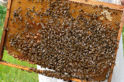 abejas1_ministerio8