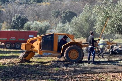 aceituna asaja toledo