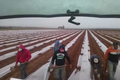 FOTO ARCHIVO SEMBRANDO MELONES