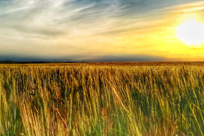 seguros agrarios fondo_mercadillo