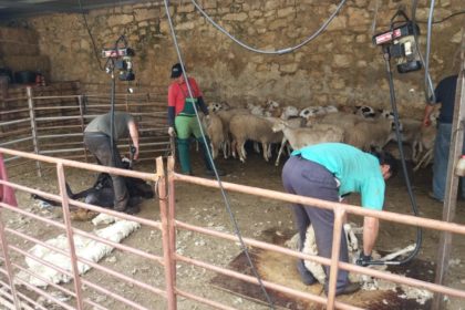 ovejas asaja jaen