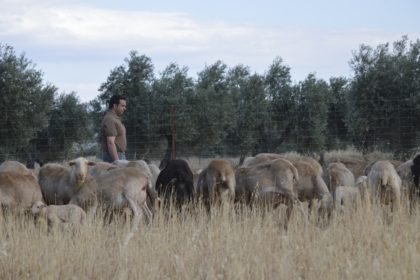 ENTRE OVEJAS
