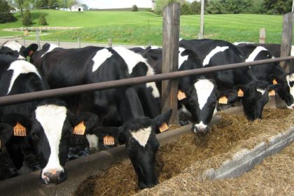 cattle-13384_1280