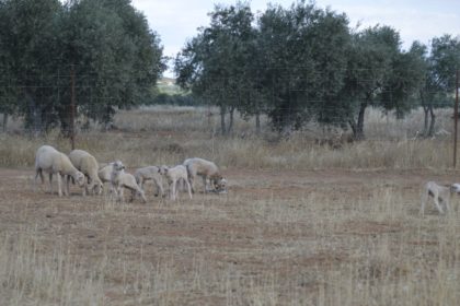 VALLADO PARA OVEJAS