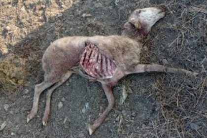 oVEJA-MUERTA-LOBOS-550×225