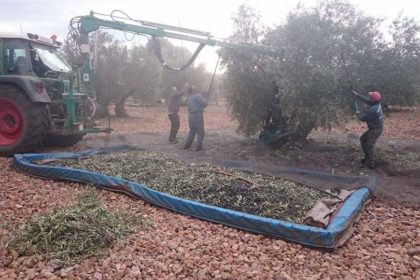 VAREANDO OLIVAR