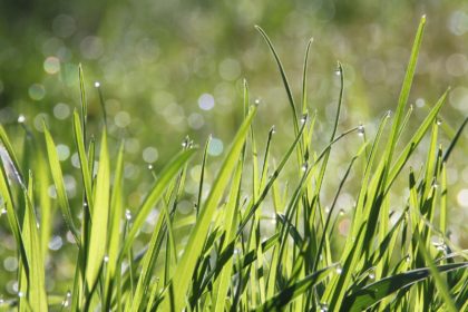 dew-1507498_1280