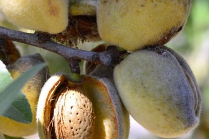 almendro