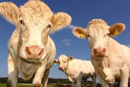 cows-1029077_640