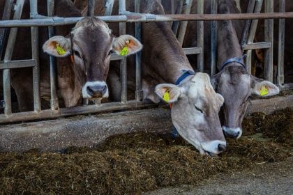 cow-4954372_1280