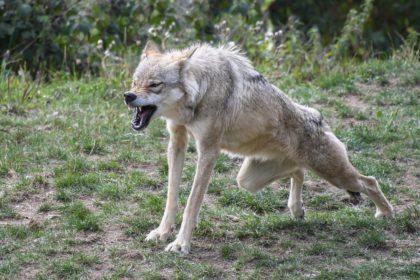 wolf-2872222_1280