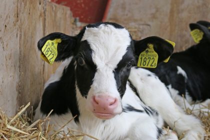 vaca_leche_ternera_tcm30-584195