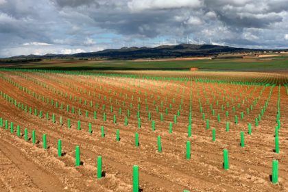 plantacion_vinedo asja clm