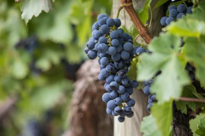 grapes-7157943_640 (1)