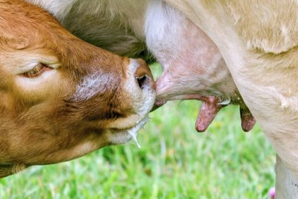 cow-2802838_1280