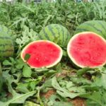 ASAJA denuncia los precios ruinosos del melón y la sandía que no cubren los costes de producción