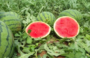 ASAJA denuncia los precios ruinosos del melón y la sandía que no cubren los costes de producción