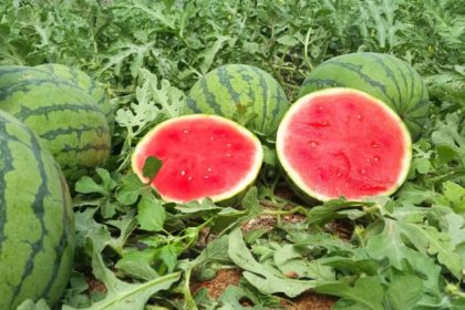 ASAJA denuncia los precios ruinosos del melón y la sandía que no cubren los costes de producción