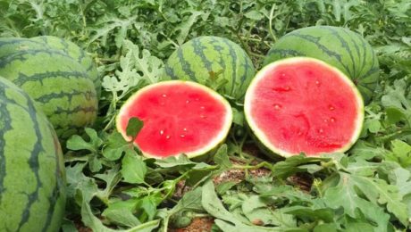 ASAJA denuncia los precios ruinosos del melón y la sandía que no cubren los costes de producción