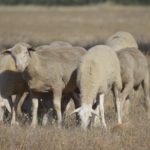 ovejas campo