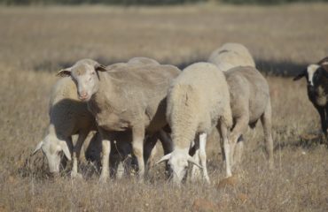 ovejas campo