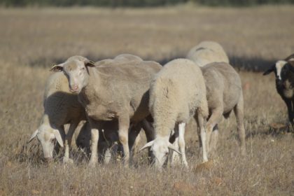 ovejas campo