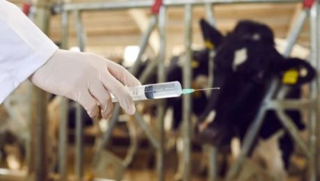 asaja nacional vacunas bovino