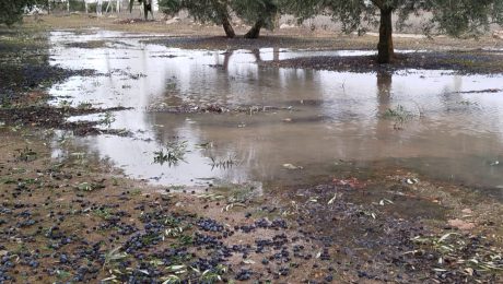 DAÑOS CRISTIN PROVINCIA ASAJA CR (7)