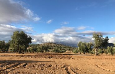campo_toledano